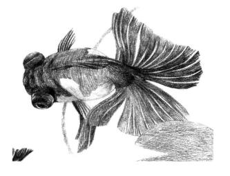 碟尾金魚素描鋪大色畫法步驟08