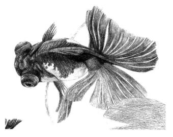碟尾金魚素描鋪大色畫法步驟09