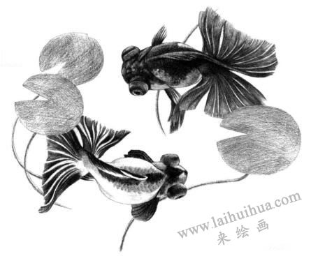碟尾金魚素描畫法