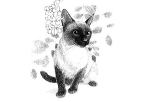 暹羅貓的素描畫法