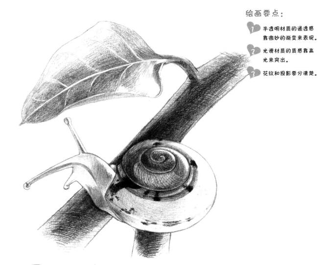 蝸牛素描畫法（一）