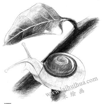 蝸牛的素描鋪大色畫法步驟06