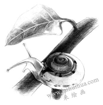 蝸牛的素描鋪大色畫法步驟09