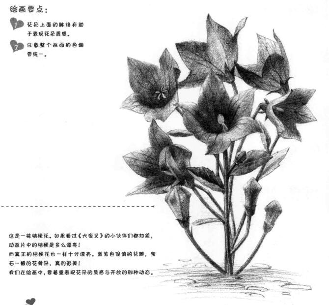 桔梗花的素描畫(huà)法