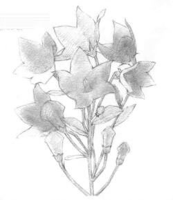 桔?；ǖ乃孛桎伌笊?huà)法步驟01