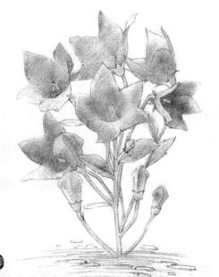 桔梗花的素描鋪大色畫(huà)法步驟02