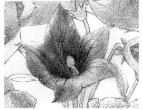 桔梗花的素描逐個(gè)細(xì)化畫(huà)法步驟01