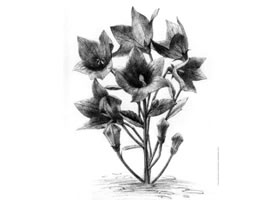 桔梗花的素描畫法