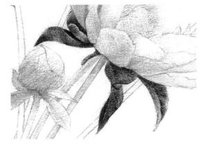 芍藥的素描逐個細化畫法步驟01