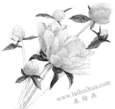 芍藥的素描逐個細化畫法步驟04