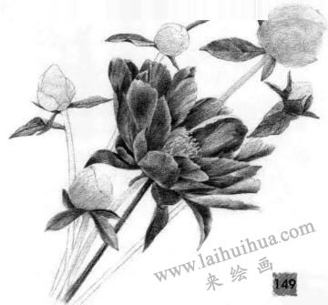 芍藥的素描逐個細化畫法步驟08