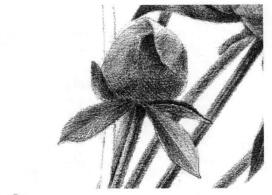 芍藥的素描逐個細化畫法步驟11