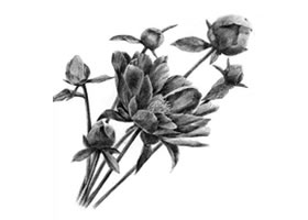 芍藥的素描畫法