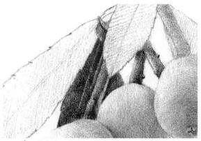 枇杷果的素描逐個細化畫法步驟05