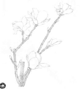 玉蘭花素描逐個細化畫法步驟01