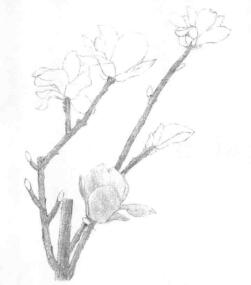 玉蘭花素描逐個細化畫法步驟02