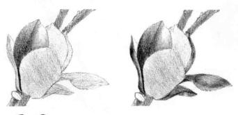 玉蘭花素描逐個細化畫法步驟03