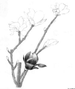 玉蘭花素描逐個細化畫法步驟04
