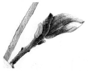 玉蘭花素描逐個細化畫法步驟06