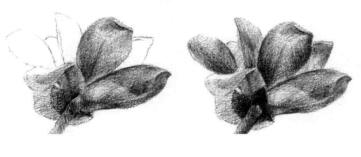 玉蘭花素描逐個細化畫法步驟07