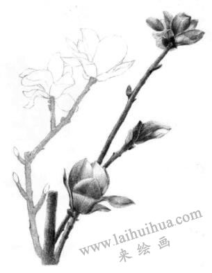 玉蘭花素描逐個細化畫法步驟08