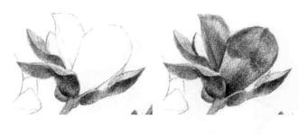 玉蘭花素描逐個細化畫法步驟09