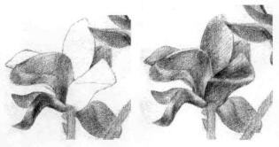 玉蘭花素描逐個細化畫法步驟10