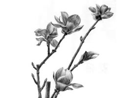 玉蘭花素描畫法