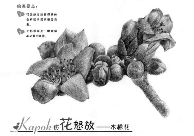 木棉花的素描畫法