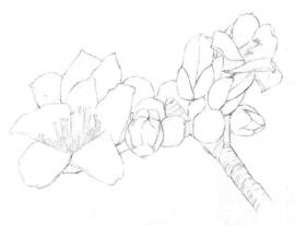 木棉花的素描畫線稿畫法步驟03