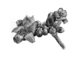 木棉花的素描畫法