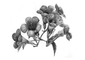 凌霄花的素描畫法