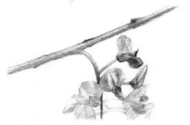 紫藤花素描逐個(gè)細(xì)化畫法步驟01
