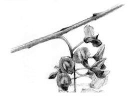 紫藤花素描逐個(gè)細(xì)化畫法步驟02