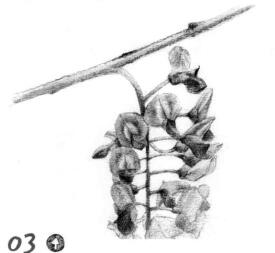 紫藤花素描逐個(gè)細(xì)化畫法步驟03