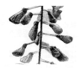 紫藤花素描逐個(gè)細(xì)化畫法步驟05