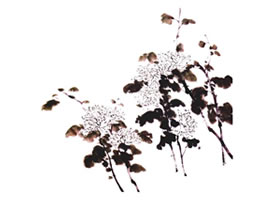 白菊的國(guó)畫畫法