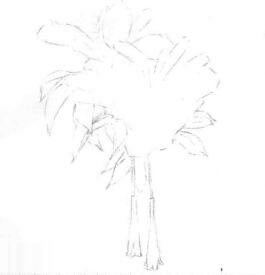 忍冬花的素描畫線稿畫法步驟02