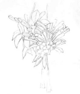忍冬花的素描畫線稿畫法步驟02