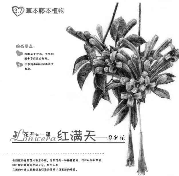 忍冬花的素描畫法