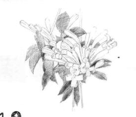 忍冬花的素描鋪大色畫法步驟01
