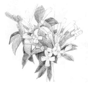 忍冬花的素描鋪大色畫法步驟02