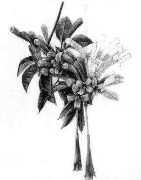 忍冬花的素描逐個(gè)細(xì)化畫法步驟07