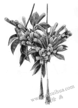 忍冬花的素描逐個(gè)細(xì)化畫法步驟10