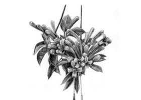忍冬花的素描畫法