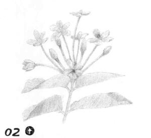 使君子素描鋪大色畫法步驟02