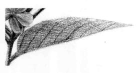 使君子素描逐個細化畫法步驟06