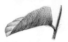 使君子素描逐個細化畫法步驟07