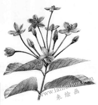使君子素描逐個細化畫法步驟08