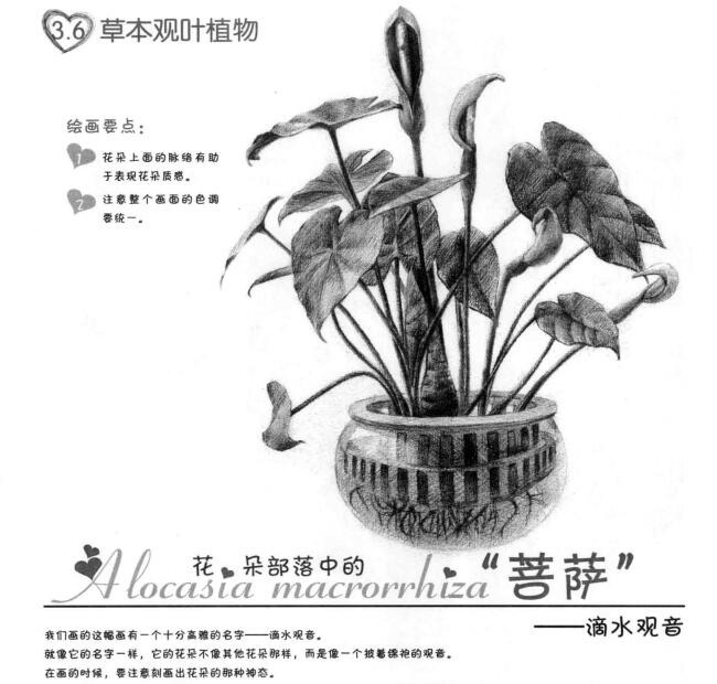 滴水觀音素描畫(huà)法